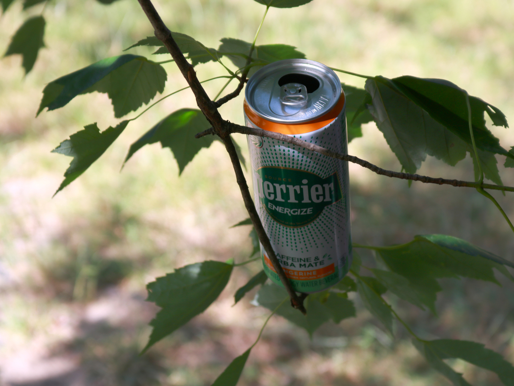 Can of Perrier energy drink perched on end of tree branch.